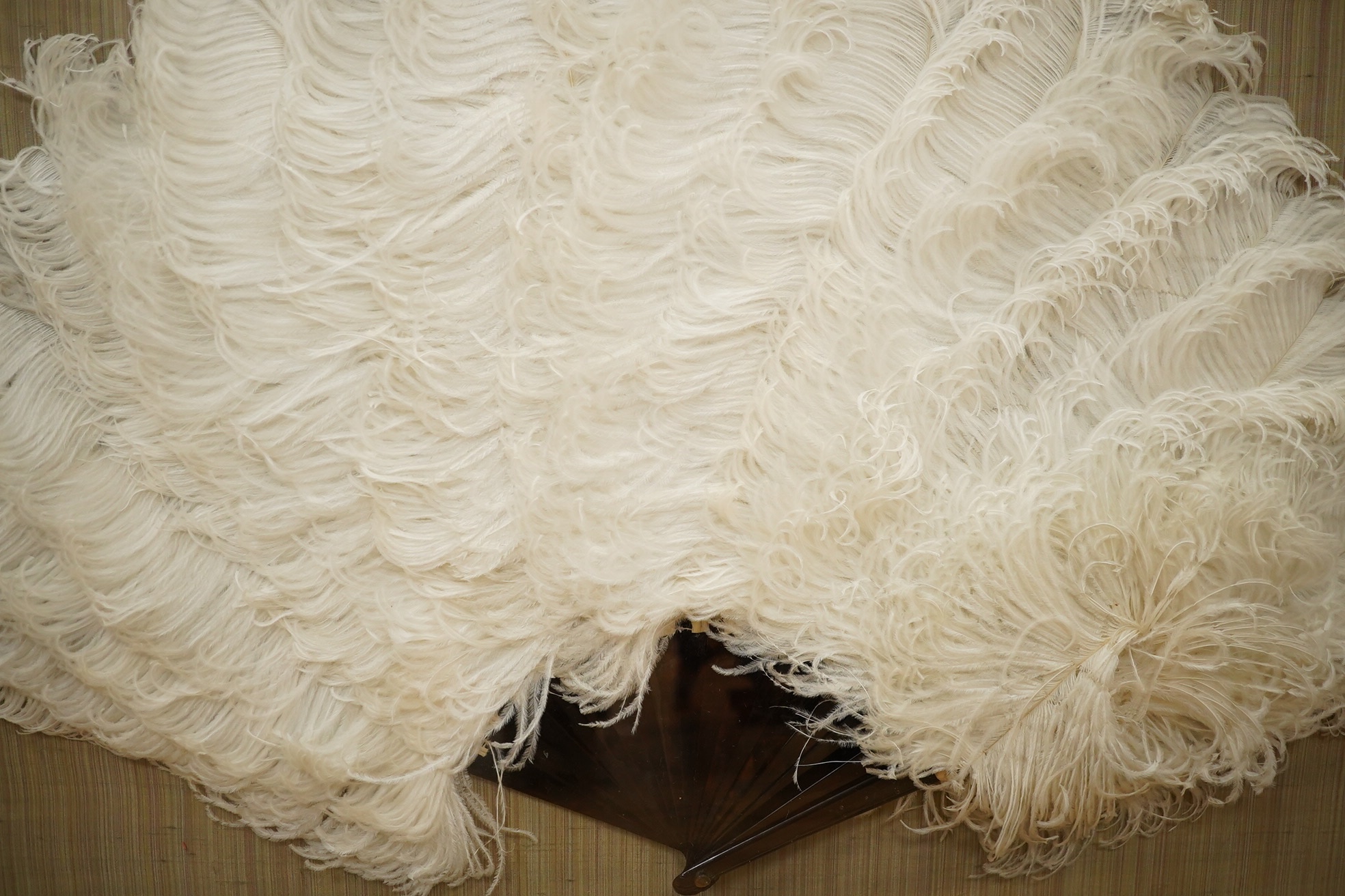 A cased and framed white ostrich feather and tortoiseshell fan in a walnut frame, 45cm high. Condition - good.